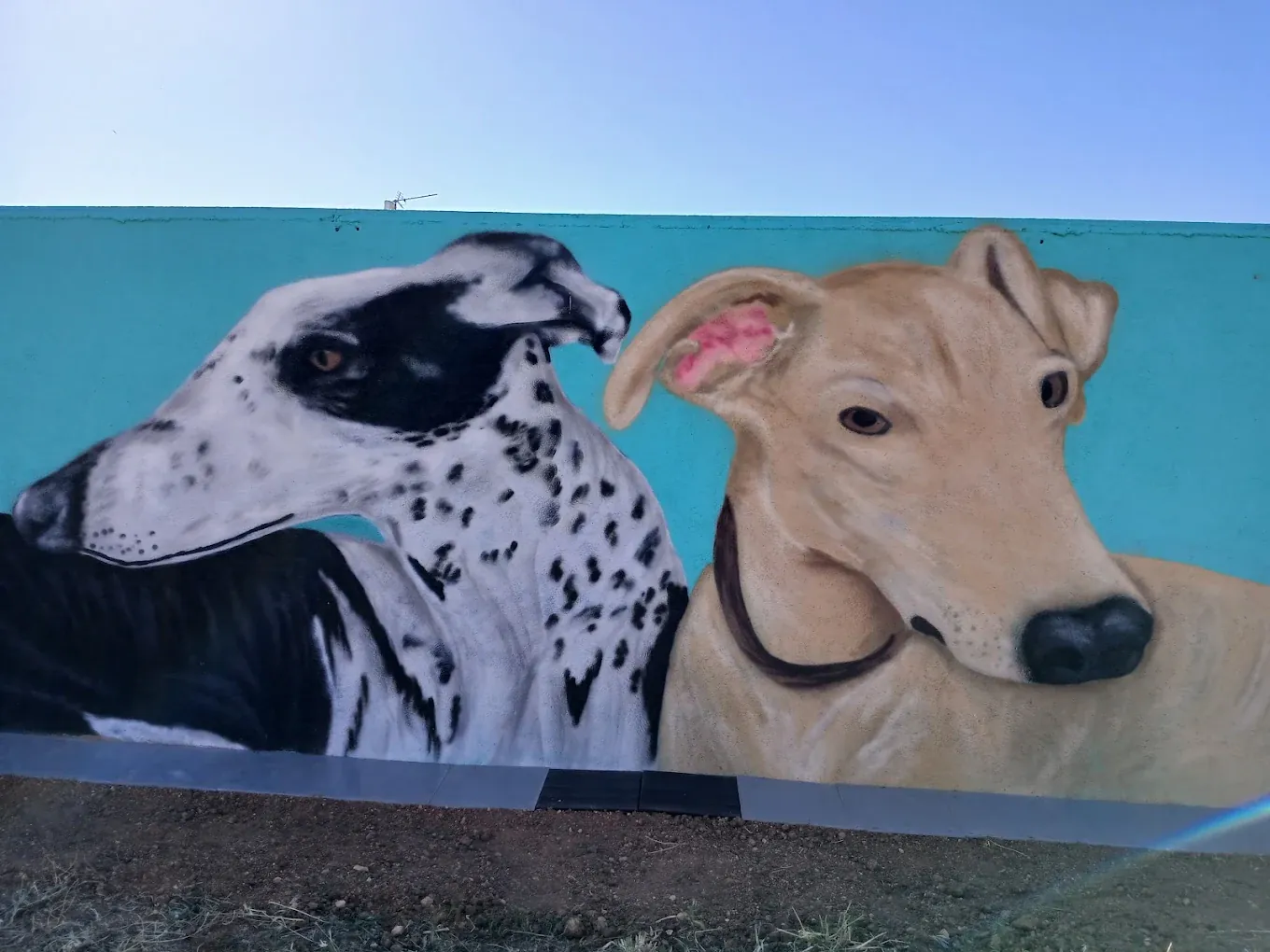 Retrato de galgos